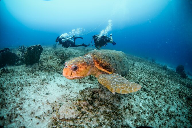 Discover Scuba Diving & Beach Club with Transportation In Riviera Maya - Hotel pickup and the midday schedule