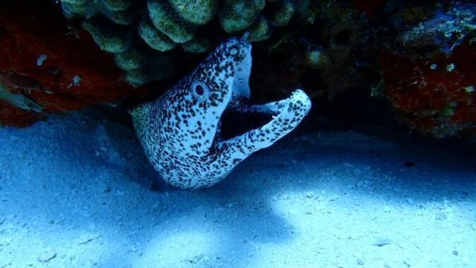 Discover Scuba Diving in Cozumel Paradise Reef - Key points to know before you book