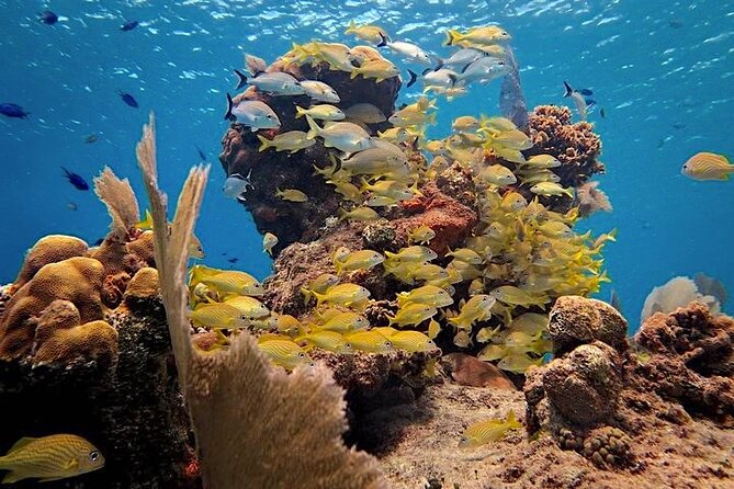 Discover Scuba Diving in Cozumel Paradise Reef - Why Paradise Reef is a good first underwater setting