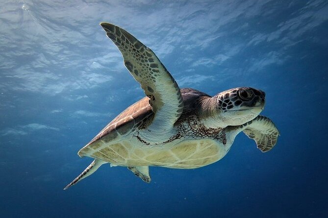 Discover Scuba Diving in Cozumel Paradise Reef - The second session gives you more time to enjoy the reef