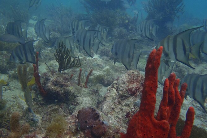 Discover Scuba - Learning the basics before the reef