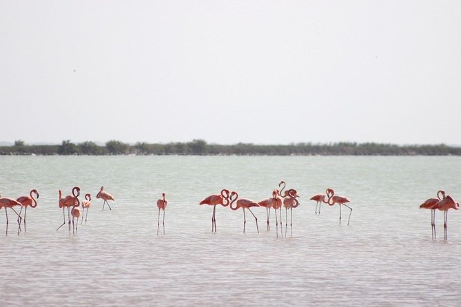 Discover the FABULOUS PINK WATERS at the Caribean (Las Coloradas+Río Lagartos) - Why Las Coloradas attracts so much attention