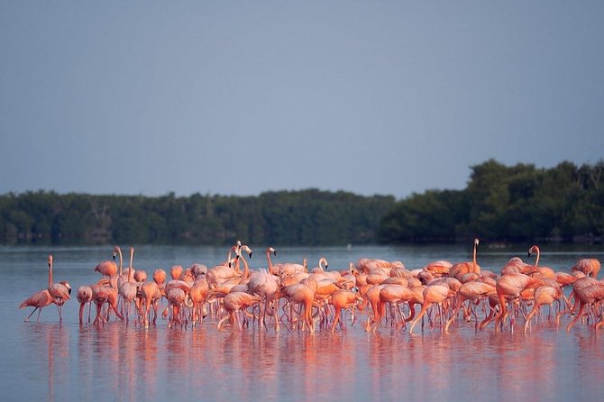 Discover the FABULOUS PINK WATERS at the Caribean (Las Coloradas+Río Lagartos) - The pink ponds: beautiful, brief, and commercial
