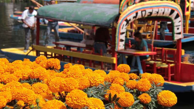 Discover Xochimilco and Coyoacán: Tradition, Music, Culture - Transport, timing, and physical demands