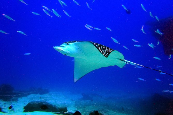 Diving in Cancun for Certified Divers | 2 Dives | All Inclusive - The 9:00 a.m. start and boat ride