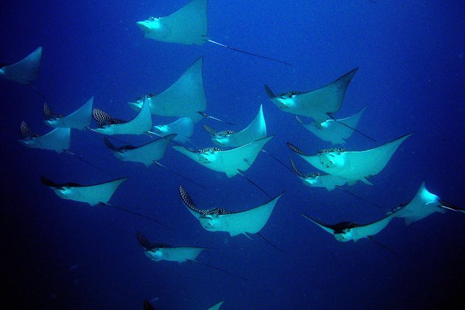 Diving in Cancun for Certified Divers | 2 Dives | All Inclusive - Safety, pacing, and group size