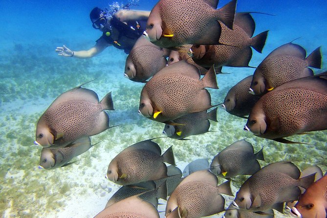 Diving in Cancun for Certified Divers | 2 Dives | All Inclusive - Equipment, snacks, and what the $161.24 price means
