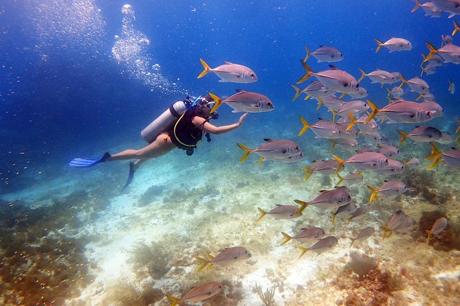 Diving in the Mexican Caribbean for Beginners | 2 Tanks 2 Dives | All Inclusive - Why this Cancun scuba session works for beginners
