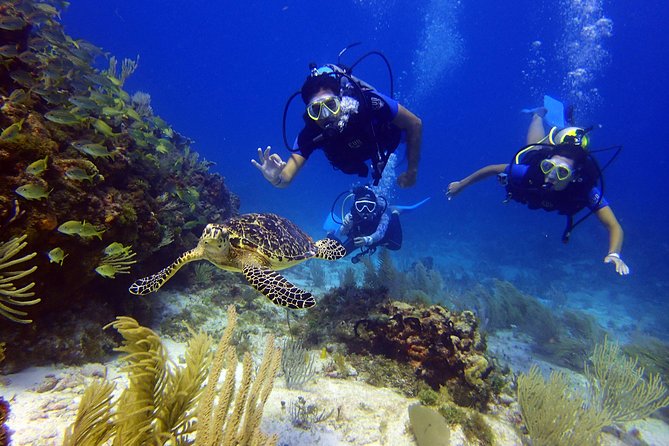 Diving in the Mexican Caribbean for Beginners | 2 Tanks 2 Dives | All Inclusive - Safety, confidence, and the small-group advantage