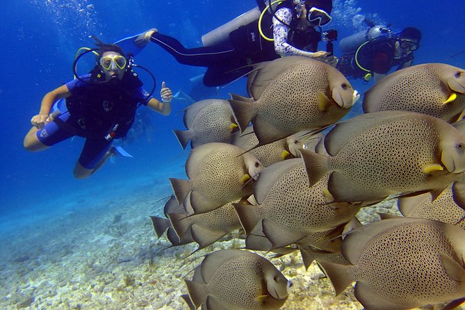 Diving in the Mexican Caribbean for Beginners | 2 Tanks 2 Dives | All Inclusive - Equipment, food, wetsuits, and photos