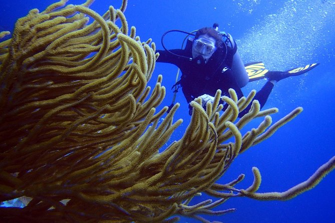 Diving in the Mexican Caribbean for Beginners | 2 Tanks 2 Dives | All Inclusive - Who should book this experience?
