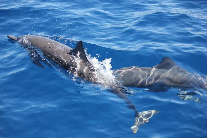 Dolphin & Whale Watching in Puerto Escondido - Key things to know before you book