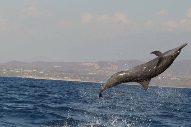 Dolphin & Whale Watching in Puerto Escondido - A sunrise start from Puerto Escondido