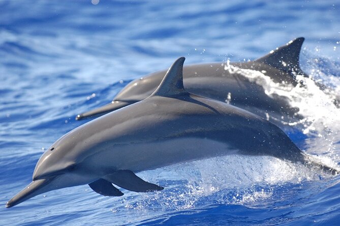 Dolphin & Whale Watching in Puerto Escondido - Searching for dolphins in open water
