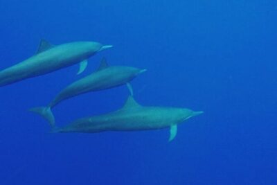 Dolphin & Whale Watching in Puerto Escondido