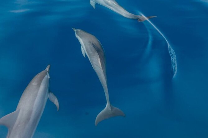 Dolphin & Whale Watching in Puerto Escondido - Whales are a seasonal bonus, not a promise