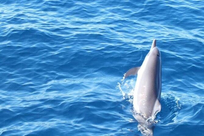 Dolphin & Whale Watching in Puerto Escondido - Turtles, rays, tuna, and birds fill out the morning