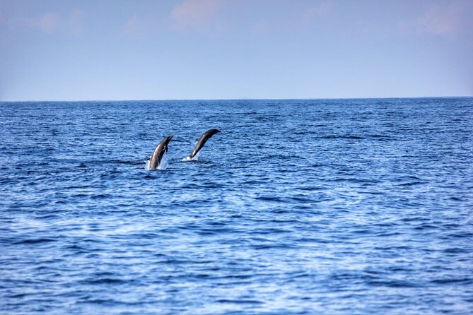 Dolphin & Whale Watching in Puerto Escondido - Small groups make the boat time better