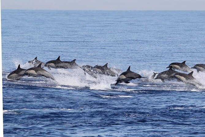 Dolphin & Whale Watching in Puerto Escondido - What $65.57 buys you