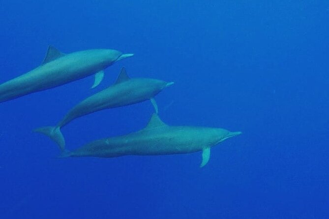 Dolphin & Whale Watching in Puerto Escondido - Playa Zicatela and the first coastal views