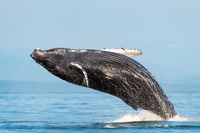 Dolphin & Whale Watching with Marine Biologists - Key things to know before you book