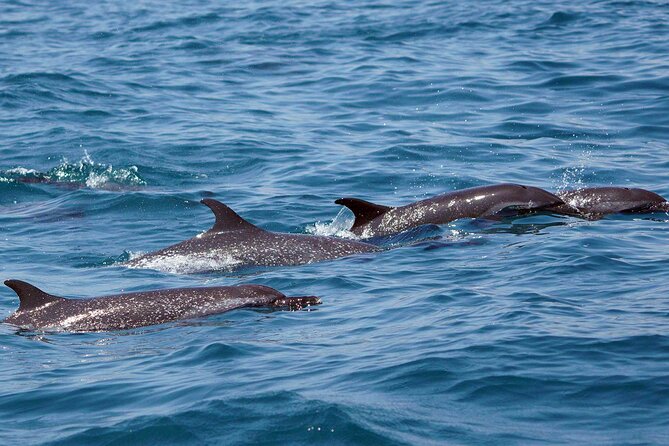 Dolphin & Whale Watching with Marine Biologists - Sea turtles, rays, and the extra surprises