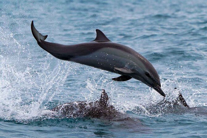 Dolphin & Whale Watching with Marine Biologists - What the marine biologists add