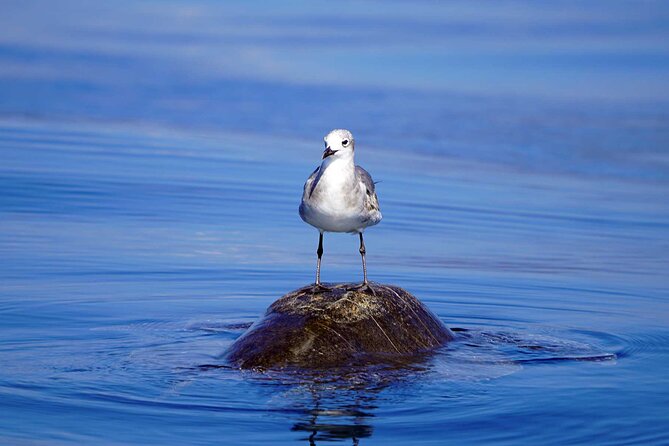 Dolphin & Whale Watching with Marine Biologists - The boat, the sea, and what to pack