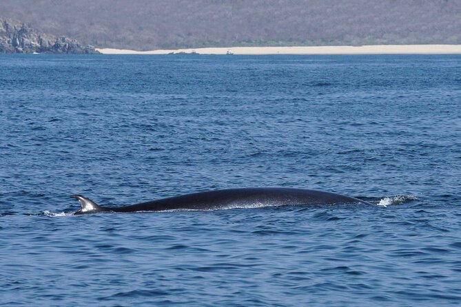 Dolphin & Whale Watching with Marine Biologists - Is $59.74 a fair price?
