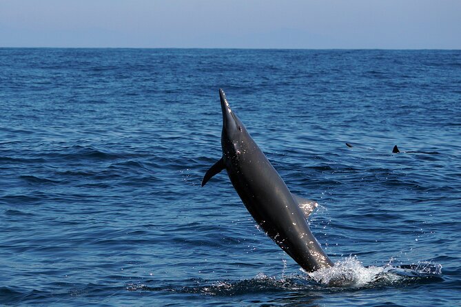Dolphin & Whale Watching with Marine Biologists - Who should book this Huatulco tour?