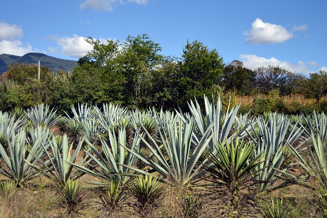 Earth, Corn & Fire: Tasting the Roots of Oaxacan Cuisine - What this Oaxaca food walk is really about