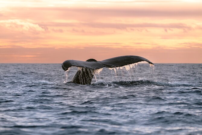 Educational Sunrise Whale Watching with Photos Included - Key Details Before You Book