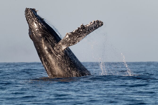 Educational Sunrise Whale Watching with Photos Included - Two Hours Searching the Open Ocean