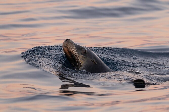 Educational Sunrise Whale Watching with Photos Included - Photos Included, With Less Phone Duty