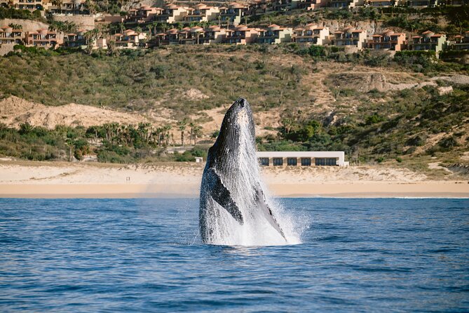 Educational Sunrise Whale Watching with Photos Included - Weather, Wildlife, and the Limits of Certainty