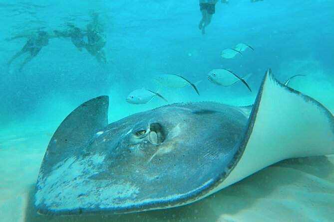 El Cielo Cozumel Snorkel Private Boat + Food + Drinks + Beach - Colombia Reef and the colorful fish