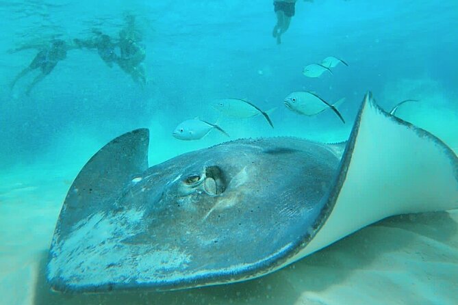 El Cielo Cozumel Snorkel Share Boat + Reefs + Food Drinks + Beach - What the $80 El Cielo tour feels like