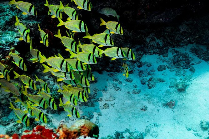 El Cielo Cozumel Snorkeling Tour - All-Inclusive - Key points to know before booking
