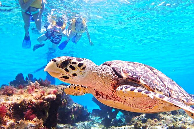 El Cielo Cozumel Snorkeling Tour - All-Inclusive - Who should book this Cozumel excursion?