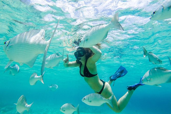 El Cielo Snorkel by Private Boat - Chankanaab Reef: your first look underwater