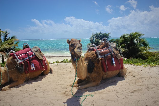 ENJOY UNIQUE CAMEL RIDE in Puerto Morelos with Transportation - The camera rule and the real cost of photos