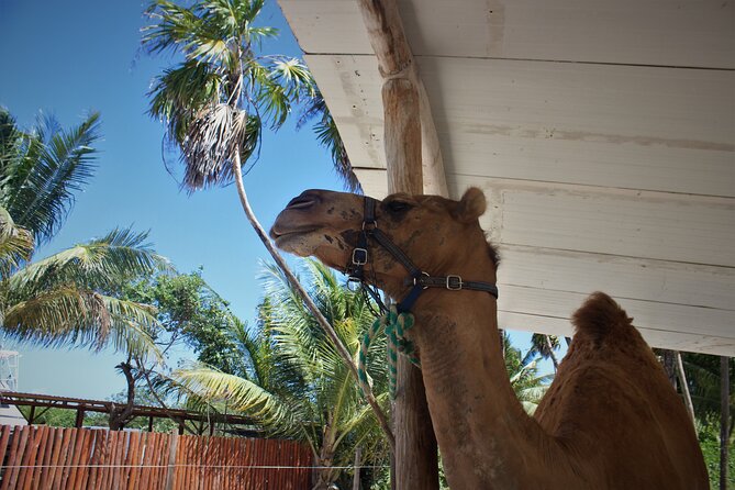 ENJOY UNIQUE CAMEL RIDE in Puerto Morelos with Transportation - Transportation is the biggest practical gamble