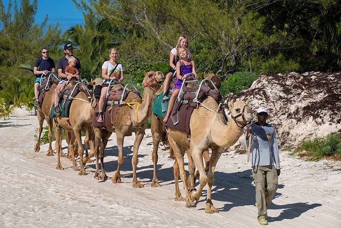 ENJOY UNIQUE CAMEL RIDE in Puerto Morelos with Transportation - Who will enjoy this most