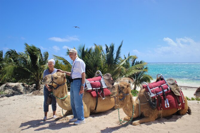ENJOY UNIQUE CAMEL RIDE in Puerto Morelos with Transportation - Who should choose something else