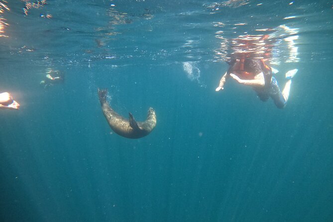 Espiritu Santo Island and sea lions - Wildlife beyond the sea lions