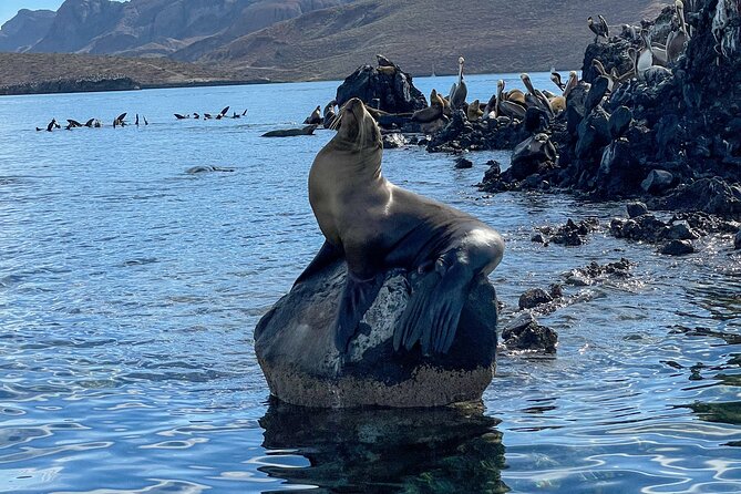 Espiritu Santo Island and sea lions - Who should book this experience