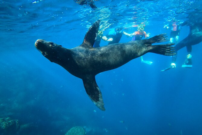 Espiritu Santo Island and sea lions - Swimming with Espiritu Santo’s sea lions