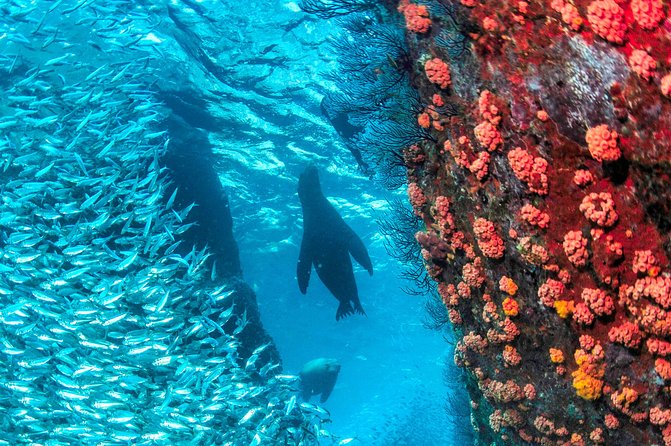 Espiritu Santo Island Snorkel & Sea Lion Adventure - What to pack for seven hours at sea