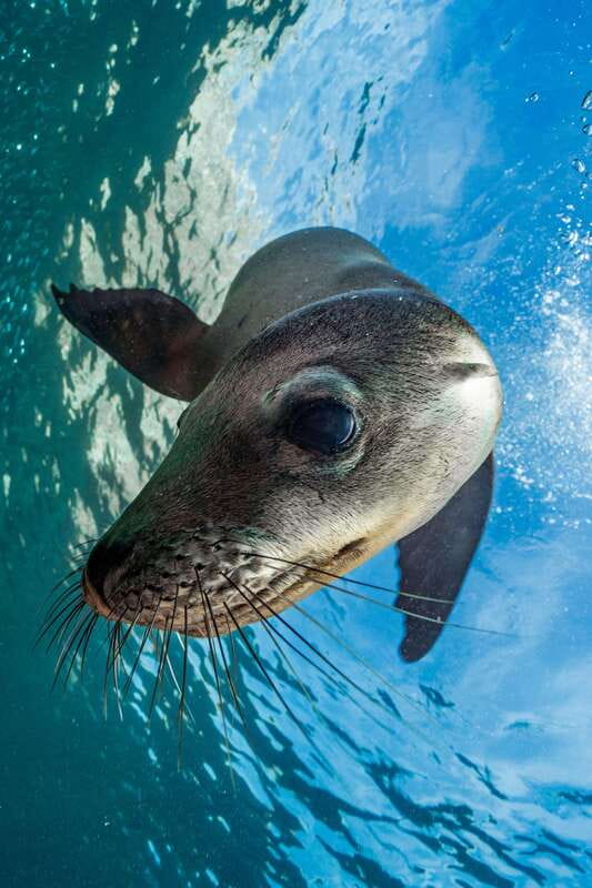 Espiritu Santo Island: Snorkeling Sea Lion Adventure - Who should book this sea lion tour?