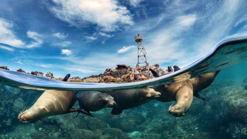 Espiritu Santo Island: Snorkeling Sea Lion Adventure - Reef fish, coral, and extra marine life